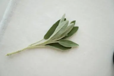 Обзор ресторана Sage: идеальное место для деловых встреч и гастрономических открытий Обзор ресторана Sage: идеальное место для деловых встреч и гастрономических открытий